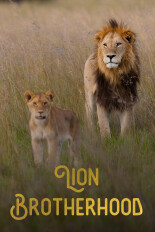 Lion Brotherhood