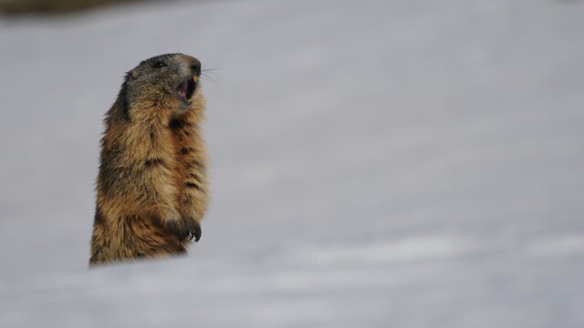 Seeing Shadows: Inside Groundhog Day