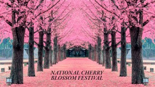 National Cherry Blossom Festival