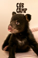 Cub Camp