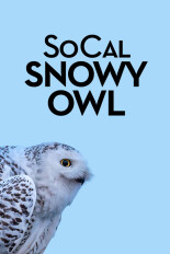 Socal Snowy Owl