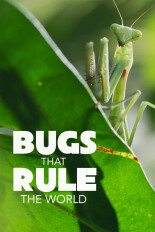 Bugs That Rule the World