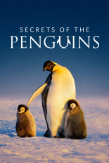 Secrets of the Penguins