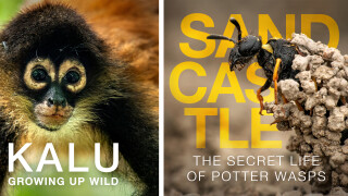 Kalu: Growing up Wild & Sandcastle: The Secret Life of Potter Wasps