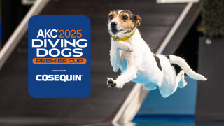 2025 AKC Diving Dogs Premier Cup