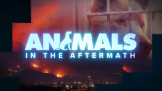 Animals In the Aftermath