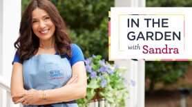 In the Garden With Sandra -- Sale & Clearance
