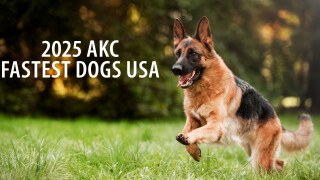 2025 AKC Fastest Dogs USA