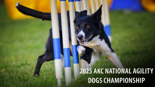 2025 AKC National Agility Dogs Championship