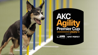 2025 AKC Agility Premier Cup
