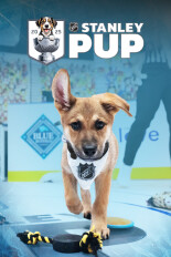 Stanley Pup