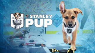 Stanley Pup