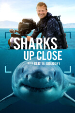 Sharks Up Close with Bertie Gregory