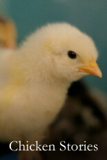 Chicken Stories