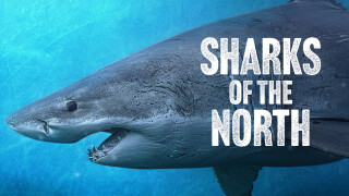 Sharks of the North