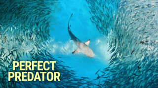 Perfect Predator