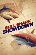 Bull Shark Showdown
