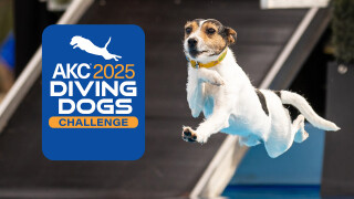 2025 AKC Diving Dogs Challenge