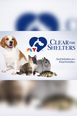 Clear the Shelters