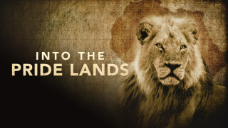 Into the Pride Lands