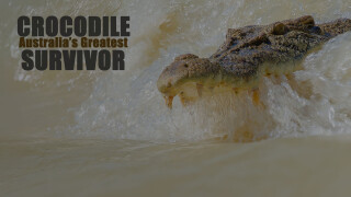 Crocodile - Australia's Greatest Survivor