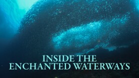 Inside the Enchanted Waterways