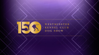 150th Westminster Kennel Club Dog Show