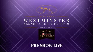 The Westminster Pre Show Live