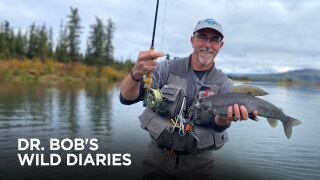 Dr. Bob's Wild Diaries