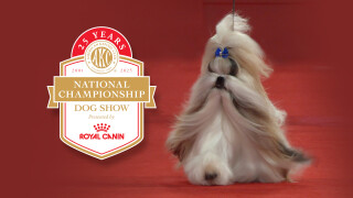 AKC National Championship Dog Show Highlights