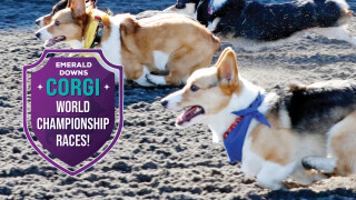 2026 Corgi Races at Emerald Downs