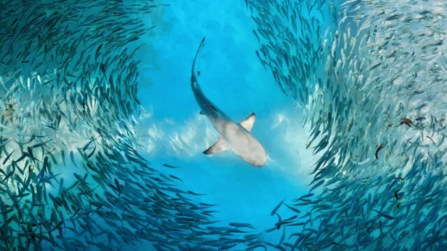 Perfect Predator