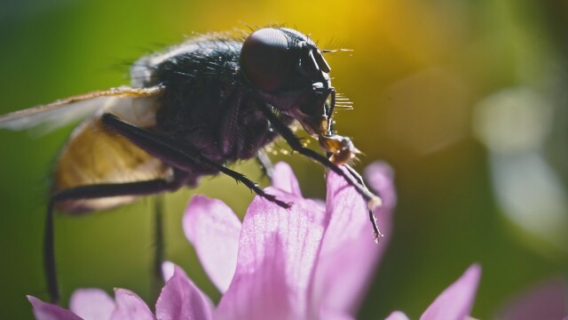 Webs & Wings: Nature's Tiny Ballet