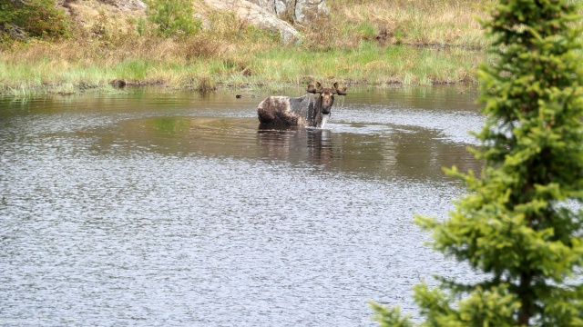 Great Lakes Wild