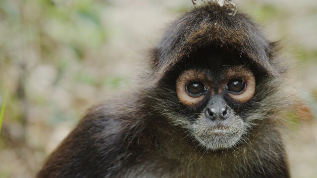 Return of the Spider Monkeys