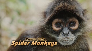 Return of the Spider Monkeys