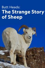 Butt Heads: The Strange Story of Sheep