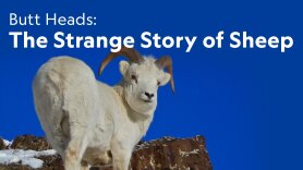 Butt Heads: The Strange Story of Sheep