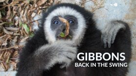 Gibbons: Back in the Swing