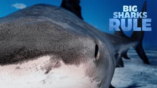 Big Sharks Rule