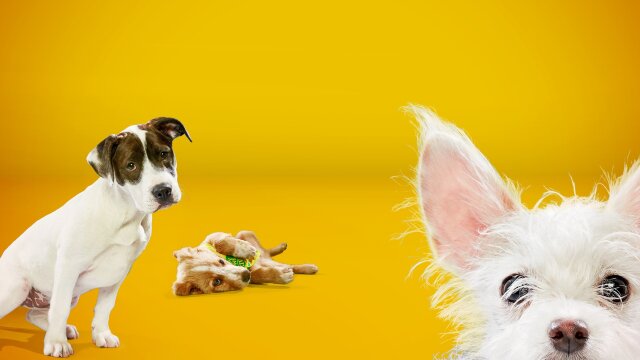 Puppy Bowl XIV Pre-game Show