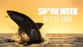 Shark Week Best In Show