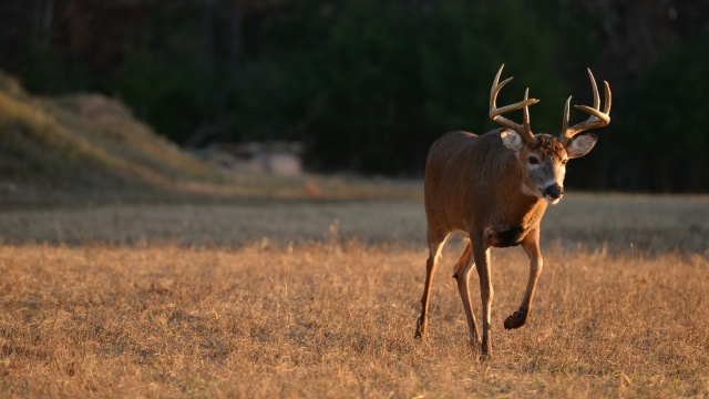 Deer and Deer Hunting