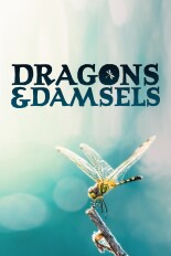 Dragons & Damsels