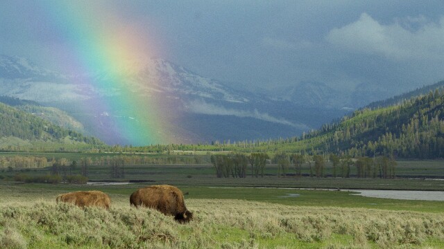 Le meraviglie del parco di Yellowstone