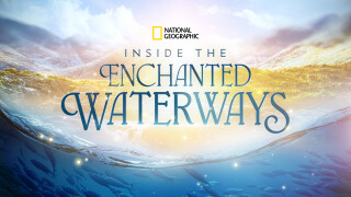 Inside the Enchanted Waterways
