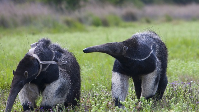 Ibera Park: Rewilding Argentina