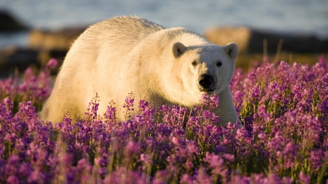 Polar Bear Summer