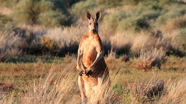 Wild Australia