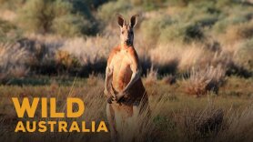 Wild Australia